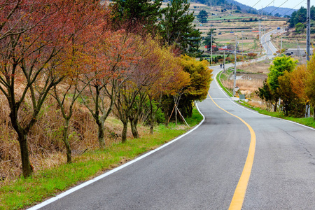 中山岛树径图片树间秋林径图片在松树林树和柏树林