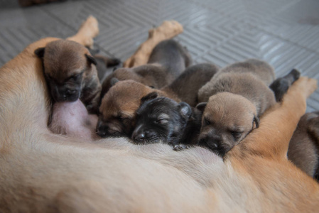 刚出生的小狗图片