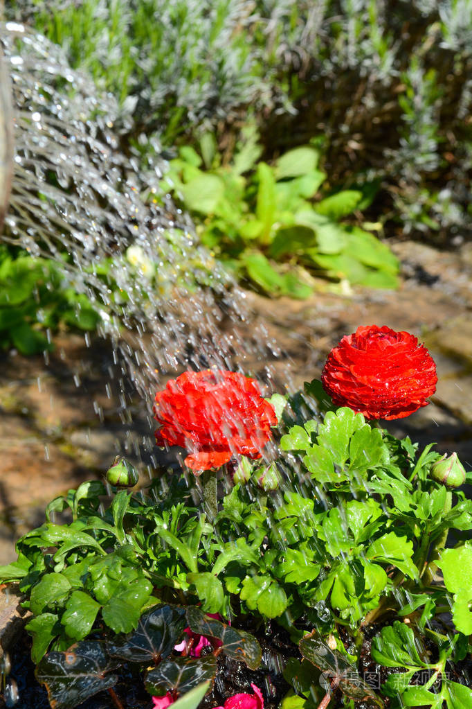 在阳光明媚的花园里浇花