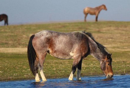 马饮水图片