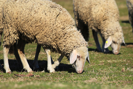 小山羊在一棵树附近吃草野生摩弗伦羊,两只公绵羊白天在牧场上吃草