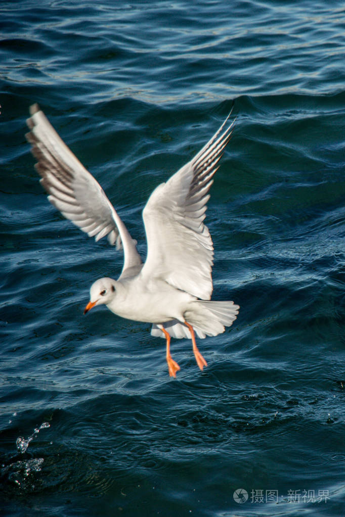 海鸥在海面上飞翔