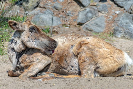 年老受伤的驯鹿在舔伤口照片