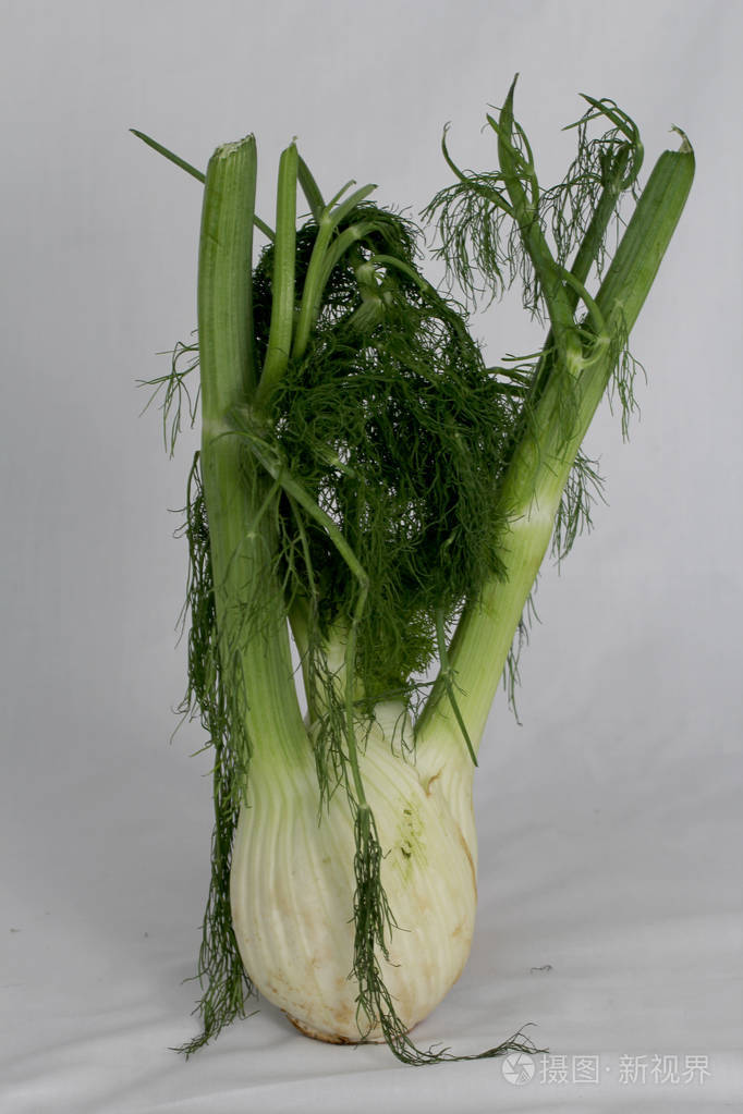 有枝有叶的茴香根植物