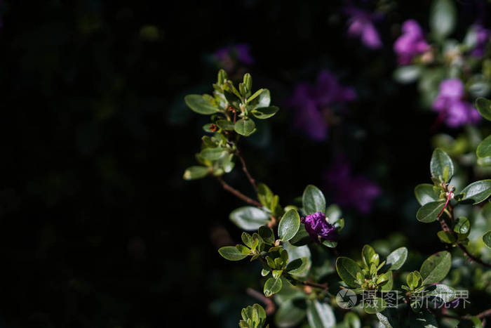 春天盛开的树，绿叶和紫罗兰花在黑暗的背景下。自然背景