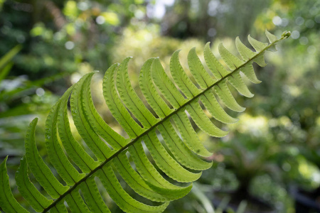 肾蕨属植物的绿叶图片