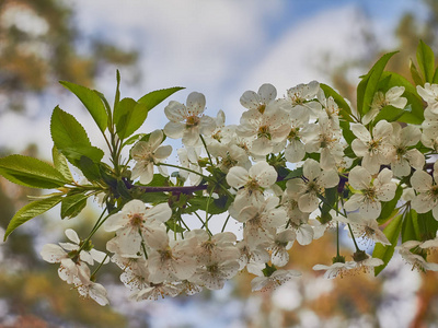 四月开花的樱桃树图片