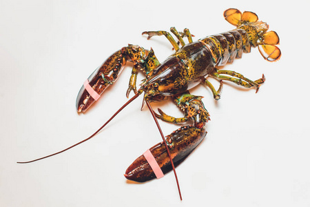 波士顿龙虾图片