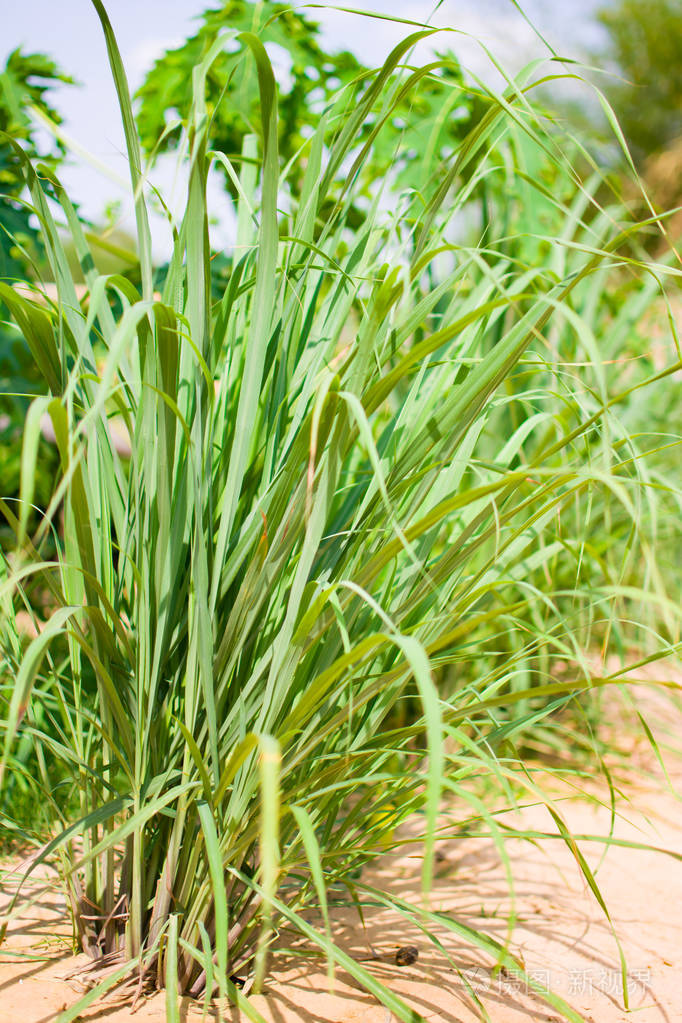 在地上种了柠檬草青柠或西印度群岛它是一种灌木它的叶子是细长的绿色