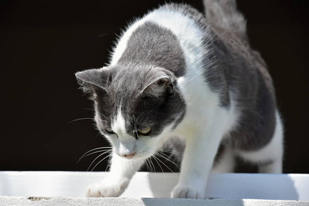 黑白坐窗台图片