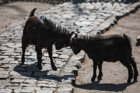 两只小黑羊在打架照片