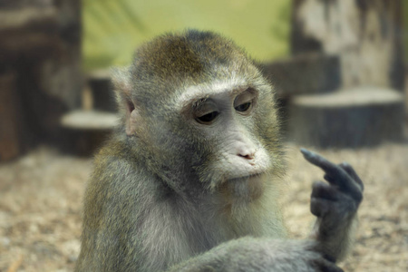 动物的手指图片