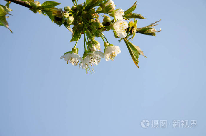 开花 美丽的 美女 花园 盛开 苹果 植物 授粉 特写镜头