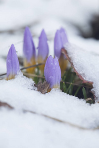 雪地花园里的番红花图片