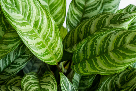 银合欢的叶子是独特的白色质地插画