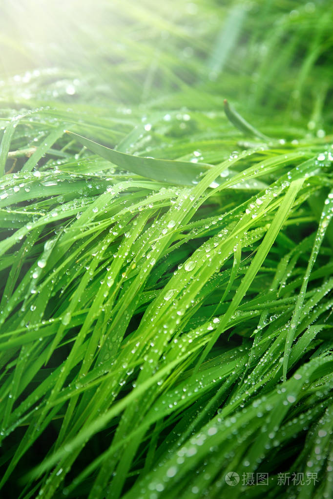 春天里绿草覆盖着露珠绿油油的阳光明媚的草地