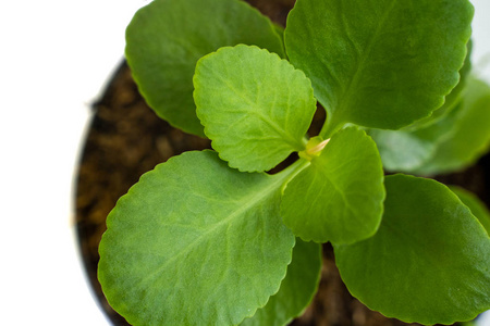 美丽盆栽苔藓植物俯视图图片