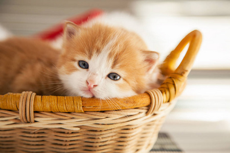 篮子里的姜黄色小猫咪图片