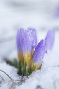 雪地花园里的番红花图片