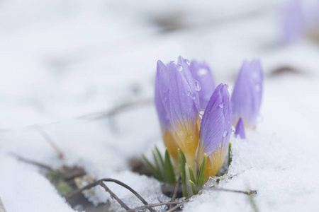 雪地花园里的番红花图片