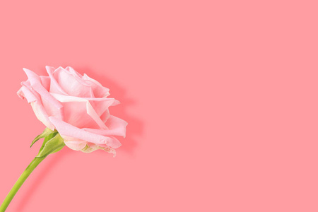 粉红色背景上孤立的精致粉红色玫瑰白色背景上美丽的鲜玫瑰.