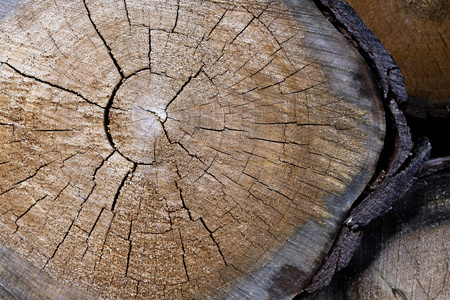 树桩背景.横截面原木纹理照片