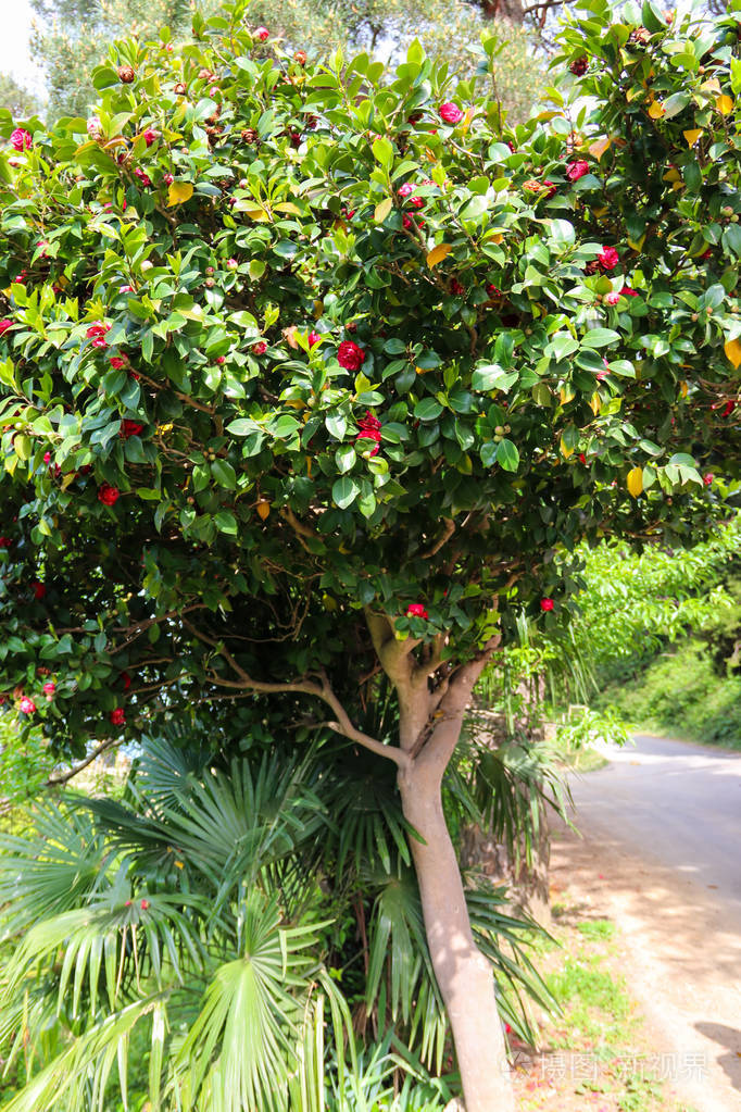 公园里盛开着美丽的茶花树