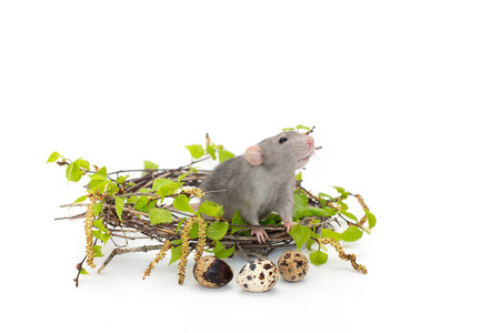 可爱的老鼠,背景是白色的.桦树树枝的巢.照片