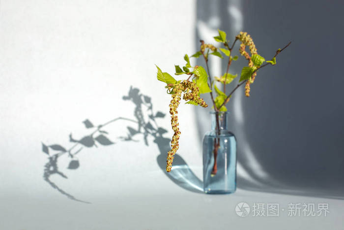 花瓶里的桦树枝美丽的影子晴朗的日子失去你