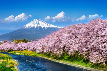 红色的川崎天际线富士山和樱花在春天,日本.照片