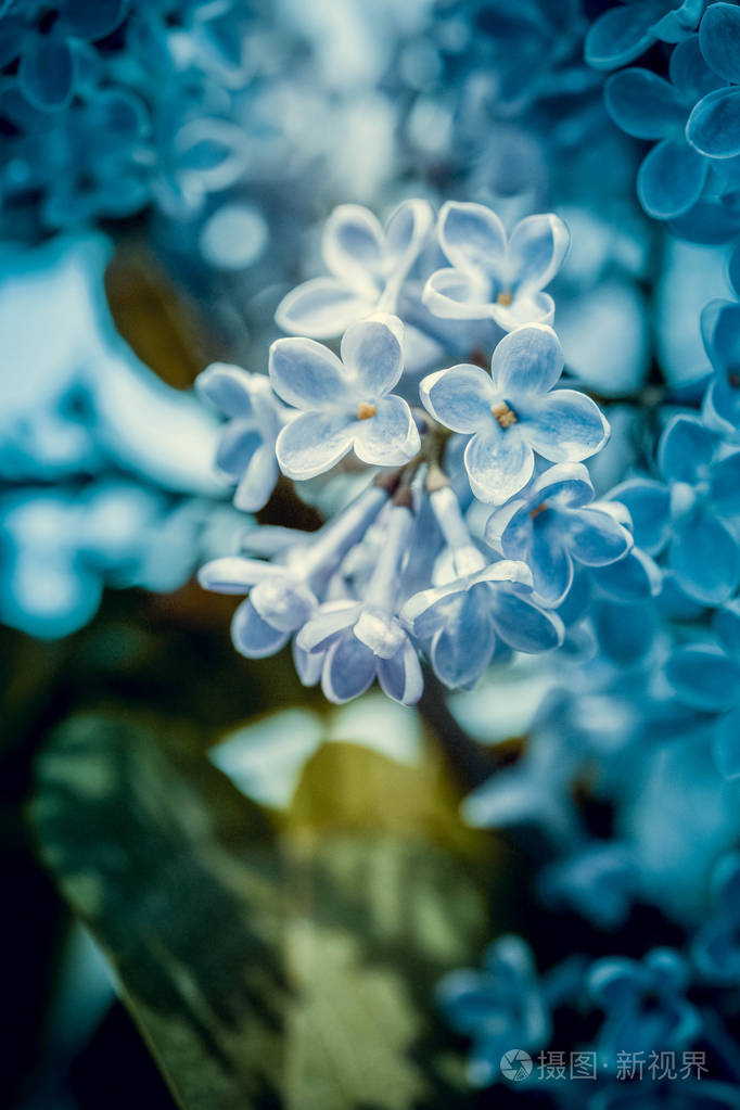 许多蓝色的小花丁香蓝色的背景