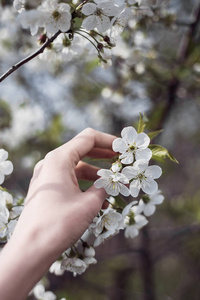 樱花可以插树枝图片