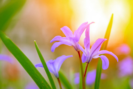 花园里春天的鲜花,阳光柔和,可作花卉海报,壁纸或节日贺卡.软聚照片