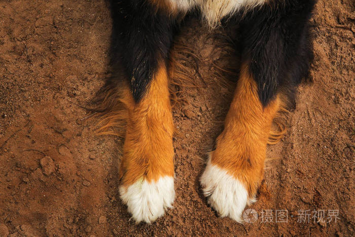 特写狗爪伯尔尼山狗