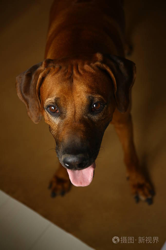 摄影棚拍摄的一只罗得西亚脊背犬,背景为棕色