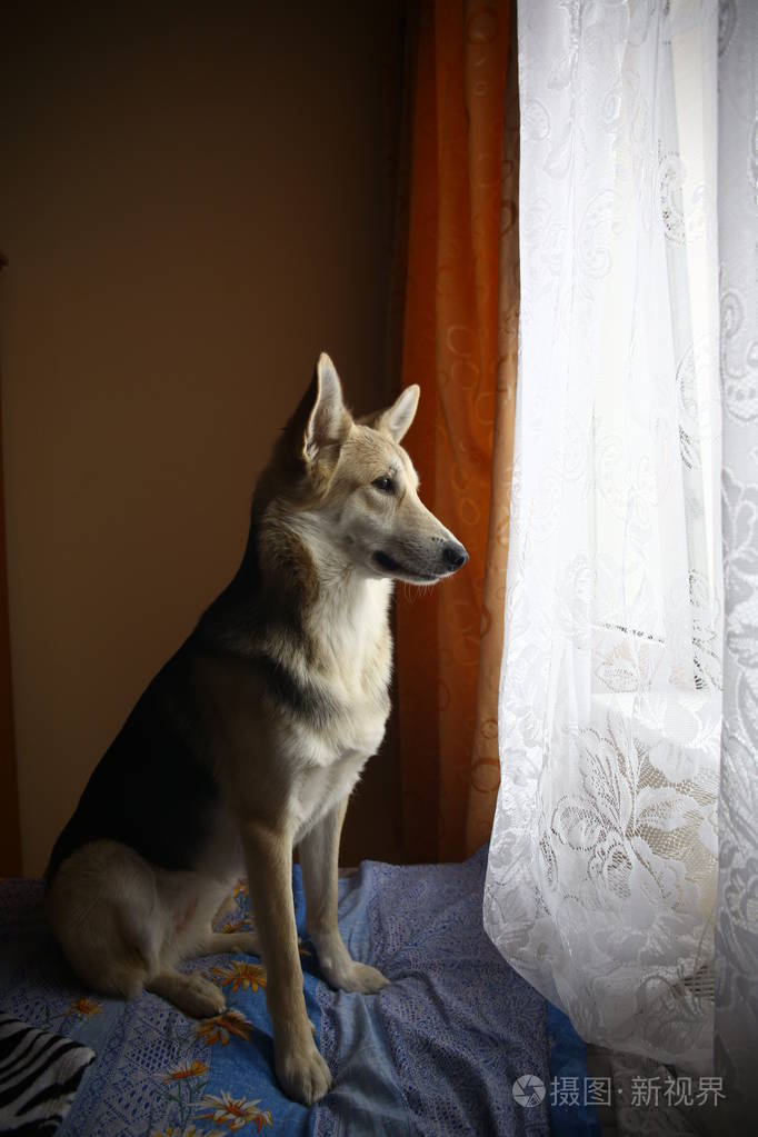可爱的牧羊犬望着窗外的房子