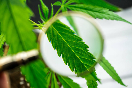 看娃人们用放大镜看医用大麻植物照片