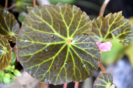 菲律宾热带绿色植物特写图片