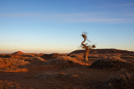 单独的杨树图片