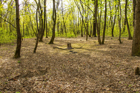 太阳林间空地图片