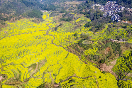 春油菜花梯田图片