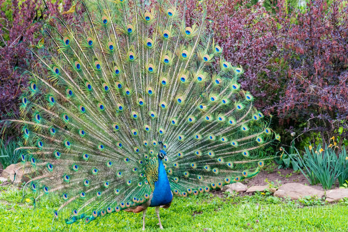靠近雄性孔雀尾巴上的羽毛完全展开