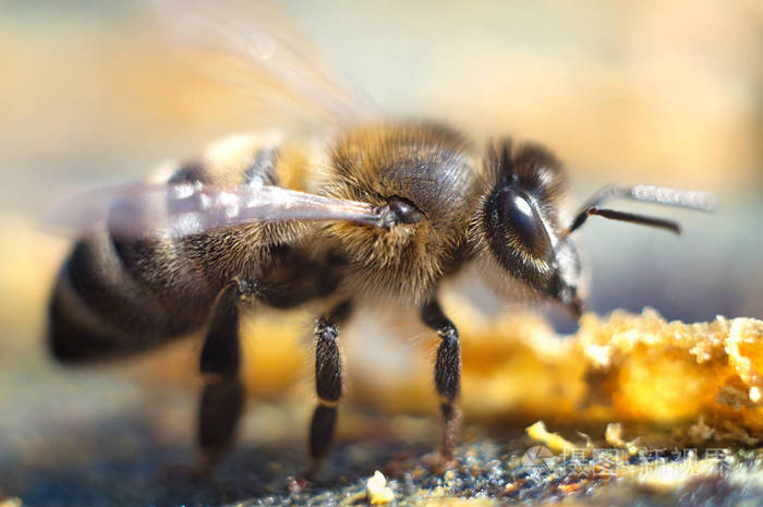 一只大黄蜂从盛开的花朵中收集春天的花蜜野生昆虫特写宏观摄影