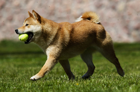 犬种石八犬在草坪上奔跑图片