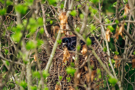 白骨顶上巢乌鸦乌鸦坐在树顶上的巢里照片