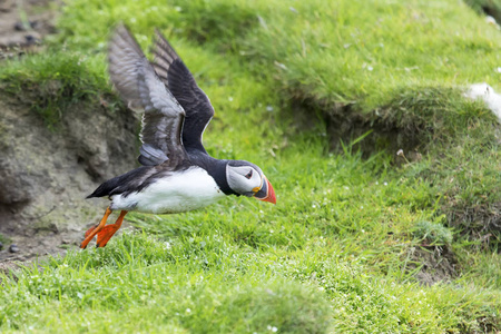 海鹦起飞在设得兰岛上捕鱼照片