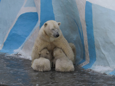 在动物园北极熊在新西伯利亚动物园,北极熊妈妈正在喂双胞胎幼崽.照片