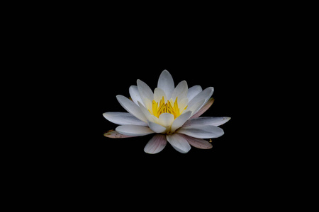 黑底花朵图片-黑底花朵素材-黑底花朵插画-摄图新视界