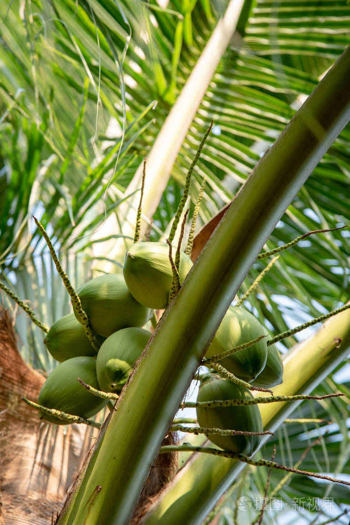 树上的绿椰子果