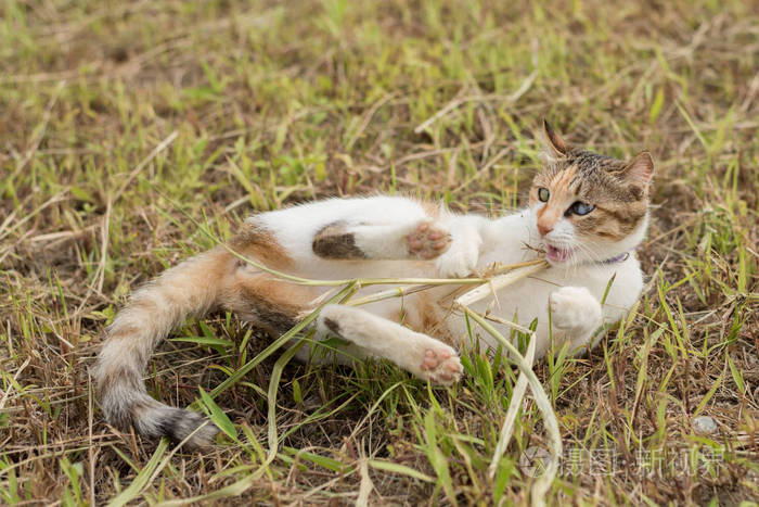 猫玩草棍